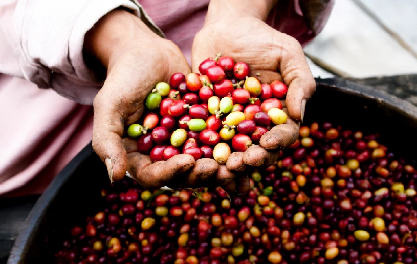 Café mexicano Kalakapäla