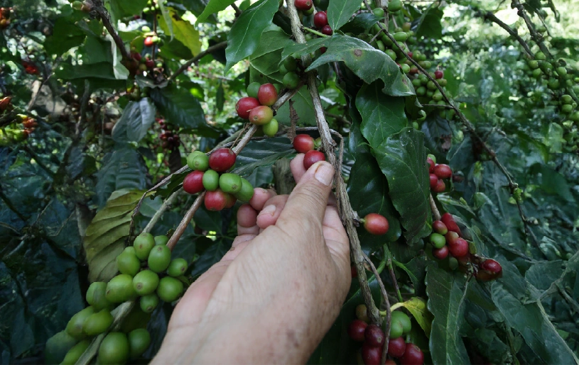 Proceso de café Kalakapäla