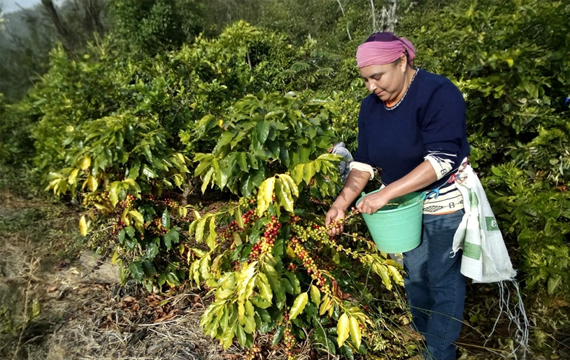 Origen del café Kalakapäla