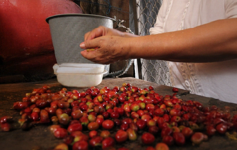 Café de origen mexicano