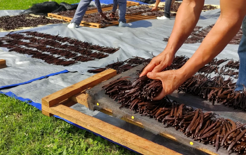 Proceso de vainilla Kalakapäla